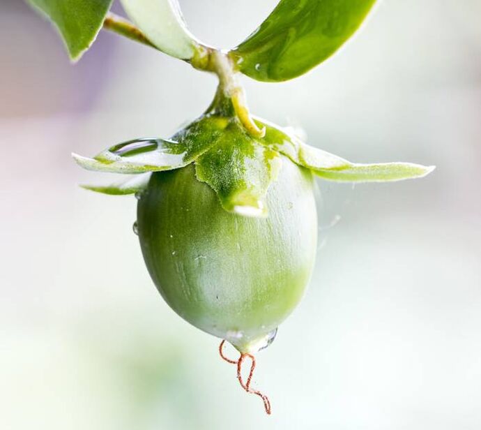Ενυδατικό αντιρυτιδικό λάδι που λαμβάνεται από φρούτα jojoba